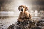 junger Rhodesian Ridgeback