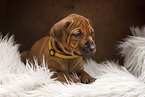 Rhodesian Ridgeback Welpe