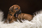 Rhodesian Ridgeback Welpe