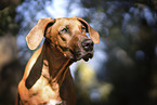 junger Rhodesian Ridgeback