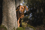 junger Rhodesian Ridgeback