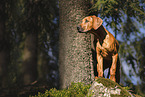 junger Rhodesian Ridgeback