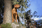 junger Rhodesian Ridgeback