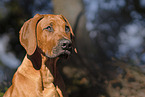 junger Rhodesian Ridgeback