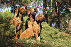 Rhodesian Ridgebacks