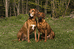 Rhodesian Ridgebacks