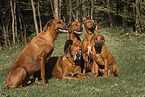 Rhodesian Ridgebacks