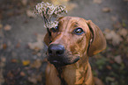 junger Rhodesian Ridgeback