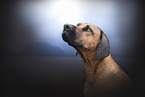 Rhodesian Ridgeback Rde