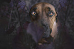 Rhodesian Ridgeback Rde