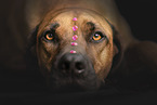 Rhodesian Ridgeback Rde