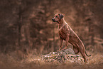 Rhodesian Ridgeback Hndin