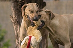 2 Rhodesian Ridgebacks