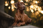 ausgewachsener Rhodesian Ridgeback