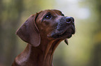 junger Rhodesian Ridgeback