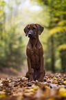 junger Rhodesian Ridgeback