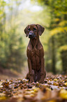 junger Rhodesian Ridgeback