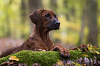 junger Rhodesian Ridgeback