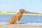 ausgewachsener Rhodesian Ridgeback