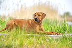 ausgewachsener Rhodesian Ridgeback