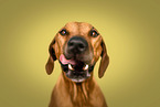 Rhodesian Ridgeback im Studio