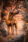 Rhodesian Ridgeback im Herbst