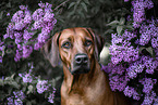 Rhodesian Ridgeback im Sommer