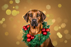 Rhodesian Ridgeback im Studio