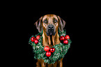 Rhodesian Ridgeback im Studio