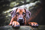 Rhodesian Ridgeback