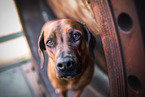 Rhodesian Ridgeback