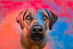 Rhodesian Ridgeback