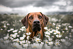 Rhodesian Ridgeback im Sommer