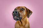 Rhodesian Ridgeback im Studio