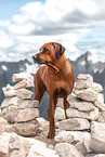 Rhodesian Ridgeback