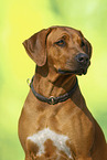 Rhodesian Ridgeback