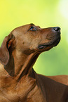 Rhodesian Ridgeback