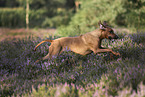 Rhodesian Ridgeback