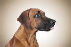 junger Rhodesian Ridgeback