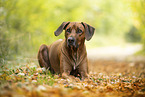 Rhodesian Ridgeback Rde