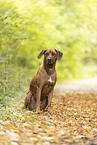 Rhodesian Ridgeback Rde