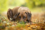 Rhodesian Ridgeback Rde