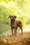 Rhodesian Ridgeback Rde