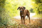 Rhodesian Ridgeback Rde