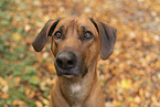 Rhodesian Ridgeback Rde