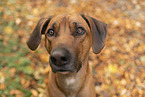 Rhodesian Ridgeback Rde