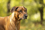 Rhodesian Ridgeback Rde