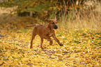 Rhodesian Ridgeback Welpe