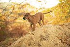 Rhodesian Ridgeback Welpe