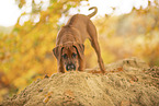 Rhodesian Ridgeback Welpe